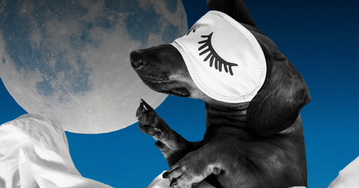 dog with a face mask next to the moon